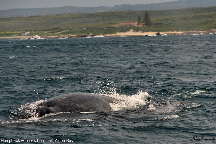 Humpback Whale with Calf