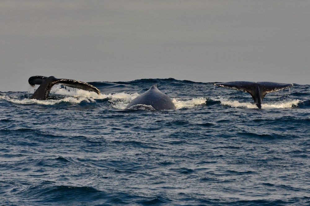11_humpback_tails.jpg