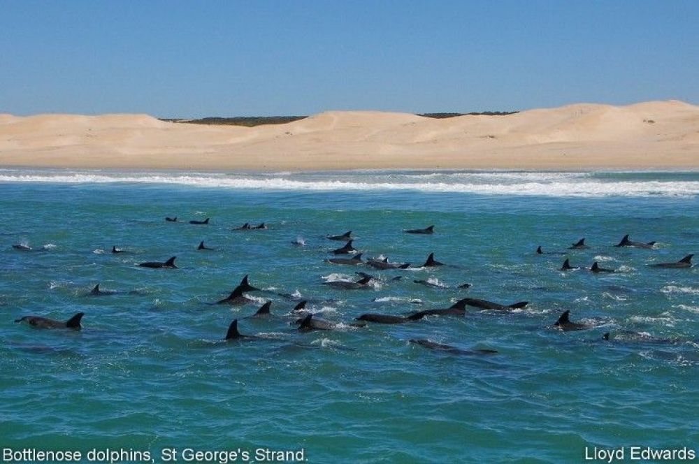 1bottlenose_dolphins_st_georges_strand.jpg