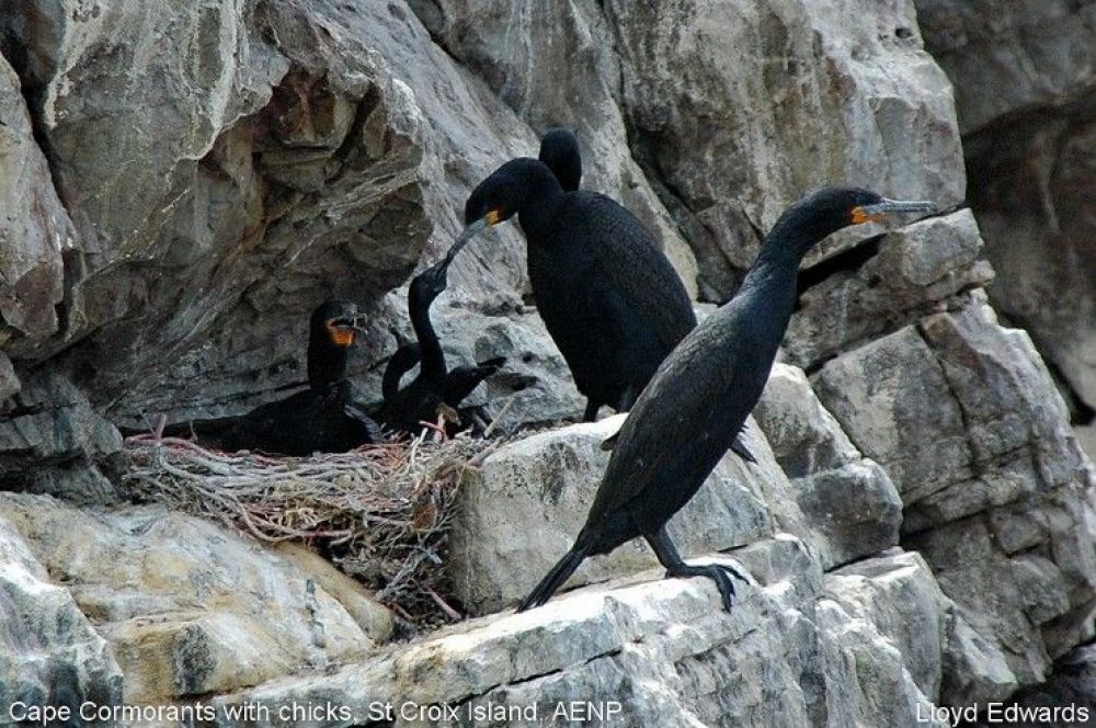 1cape_cormorants_st_croix_island.jpg