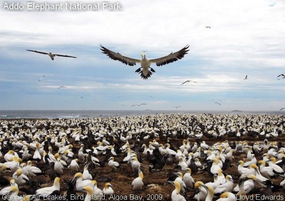 1cape_gannets_bird_island.jpg
