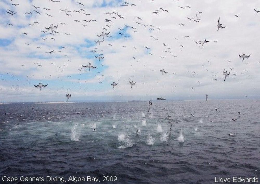 1cape_gannets_diving_algoa_bay.jpg