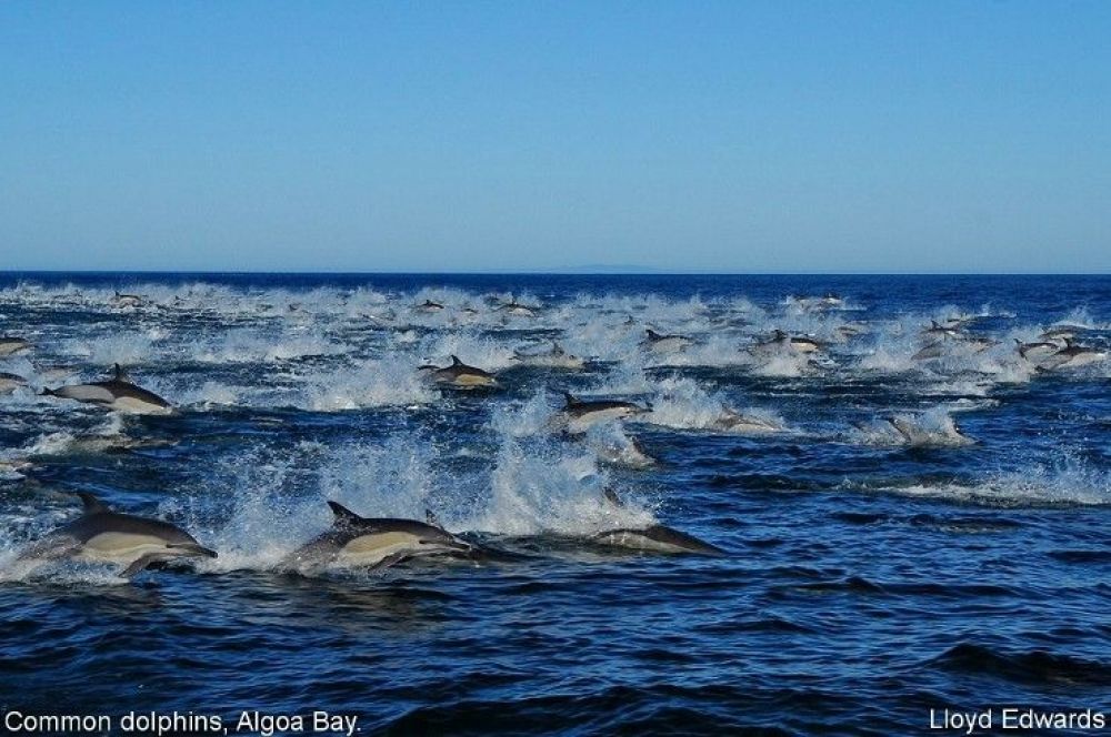 1common_dolphins_algoa_bay.jpg