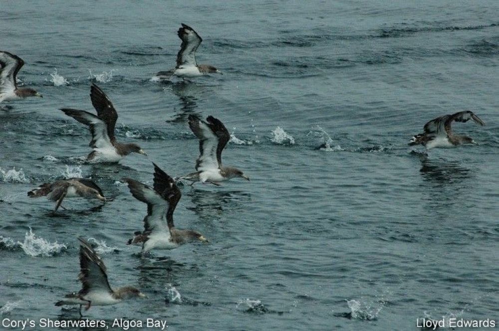 1corys_shearwaters_algoa_bay.jpg