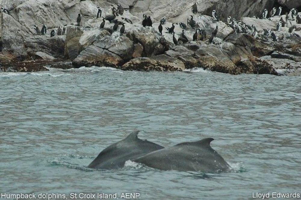 1humpback_dolphins_st_croix_island.jpg