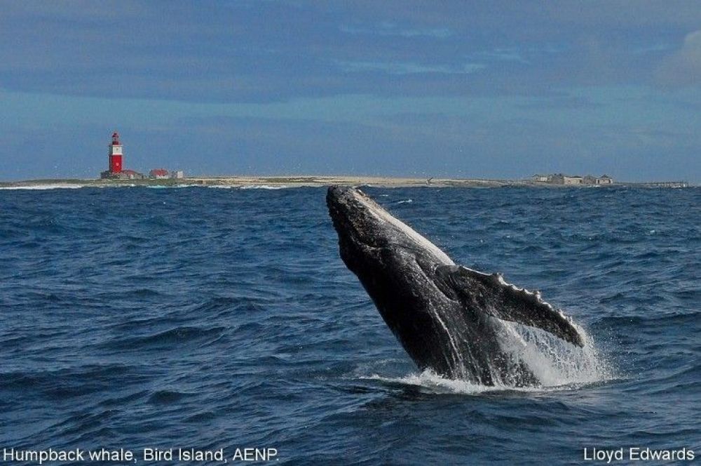 1humpback_whale_bird_island.jpg