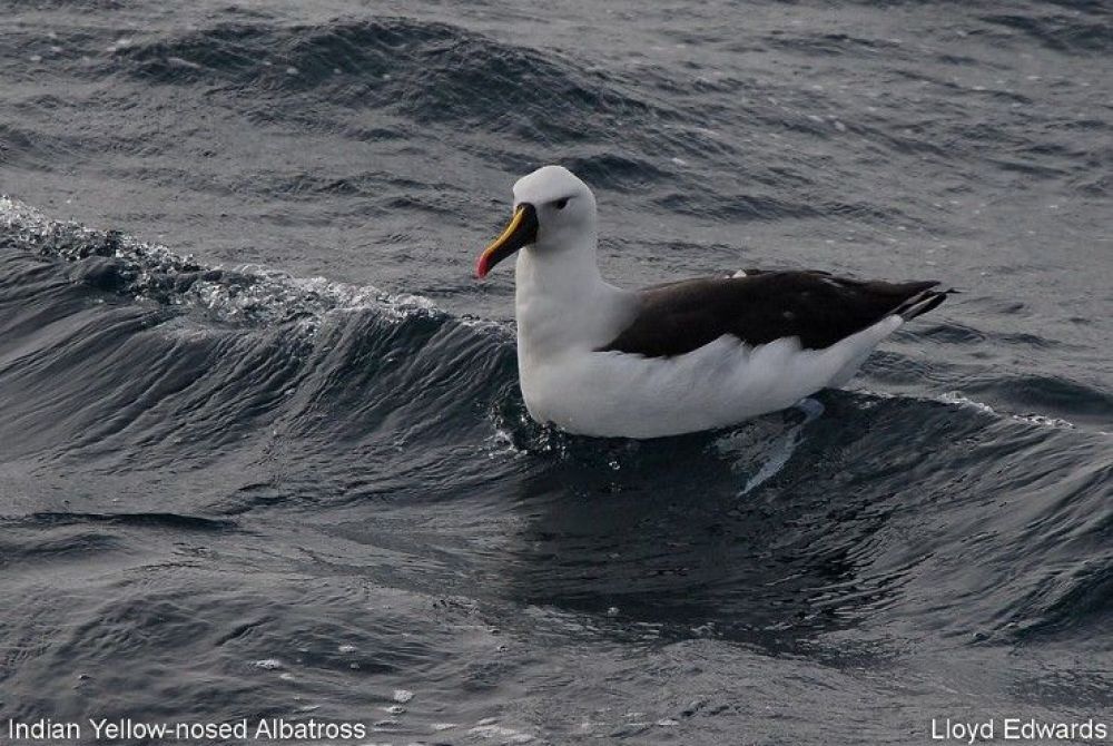 1indian_yellownosed_albatross.jpg