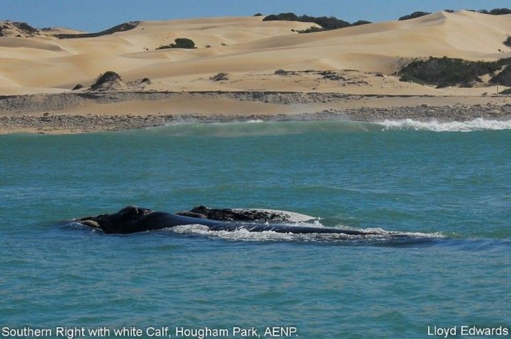 1southern_right_with_white_calf_hougham_park.jpg