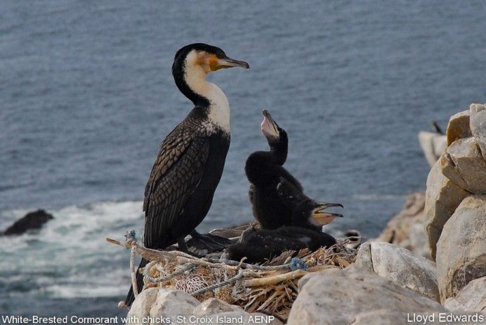 1whitebreasted_cormorant_st_croix_island.jpg
