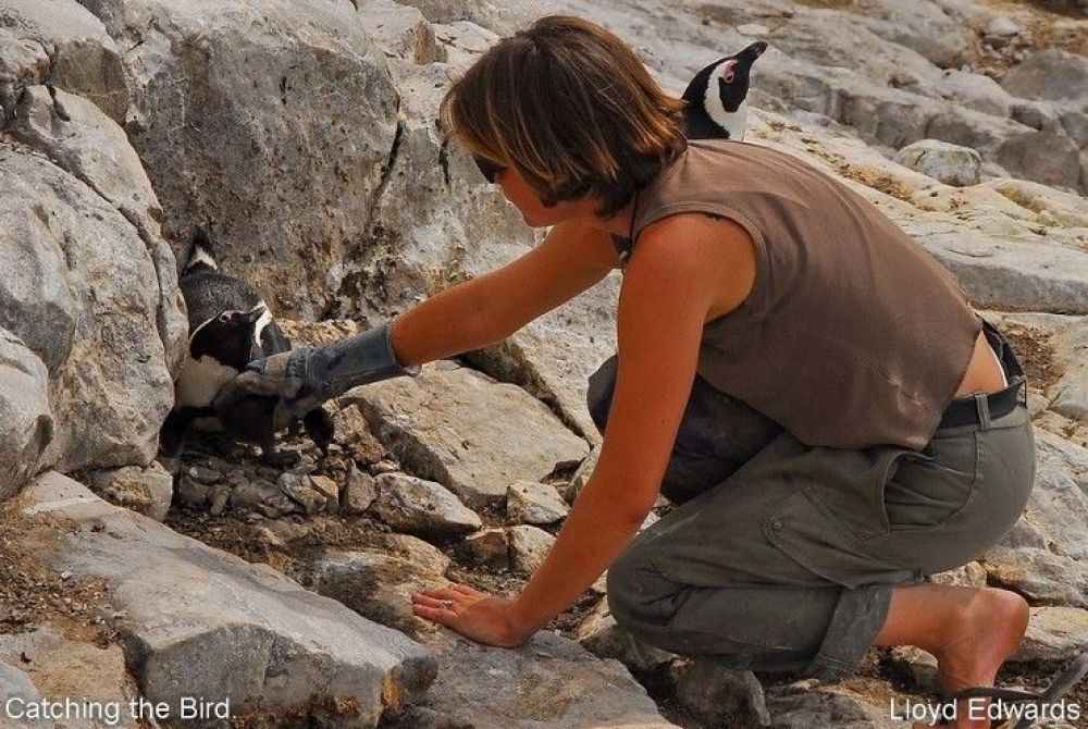 2catching_the_bird.jpg