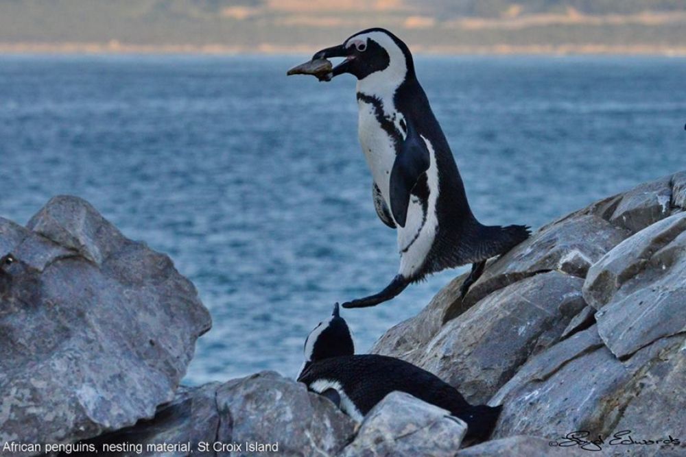 african_penguin_11_880x587.jpg