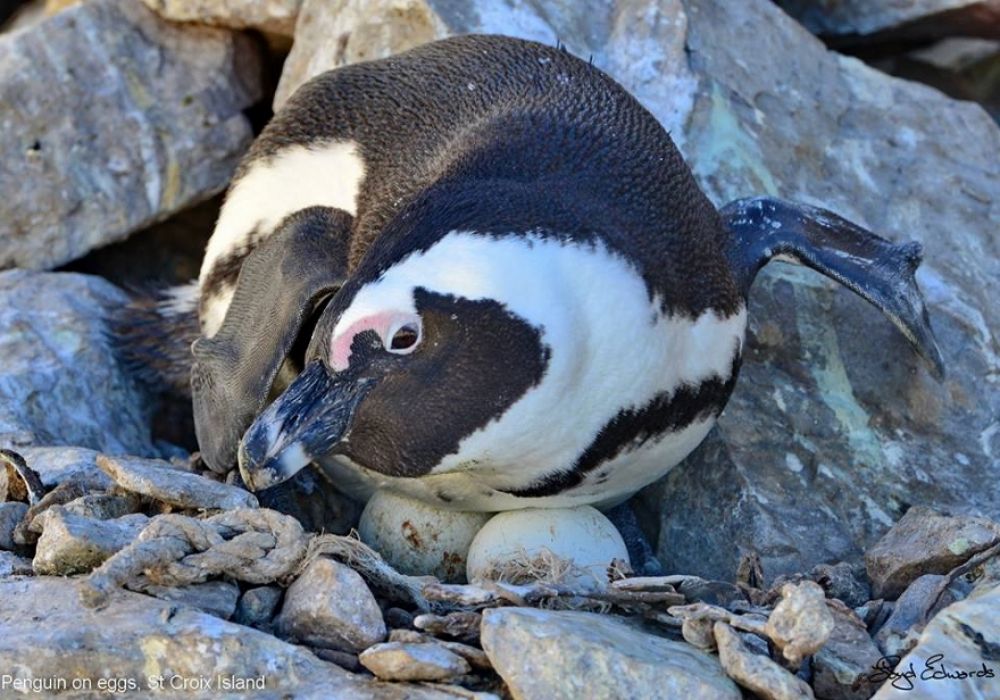 african_penguin_13_880x616.jpg
