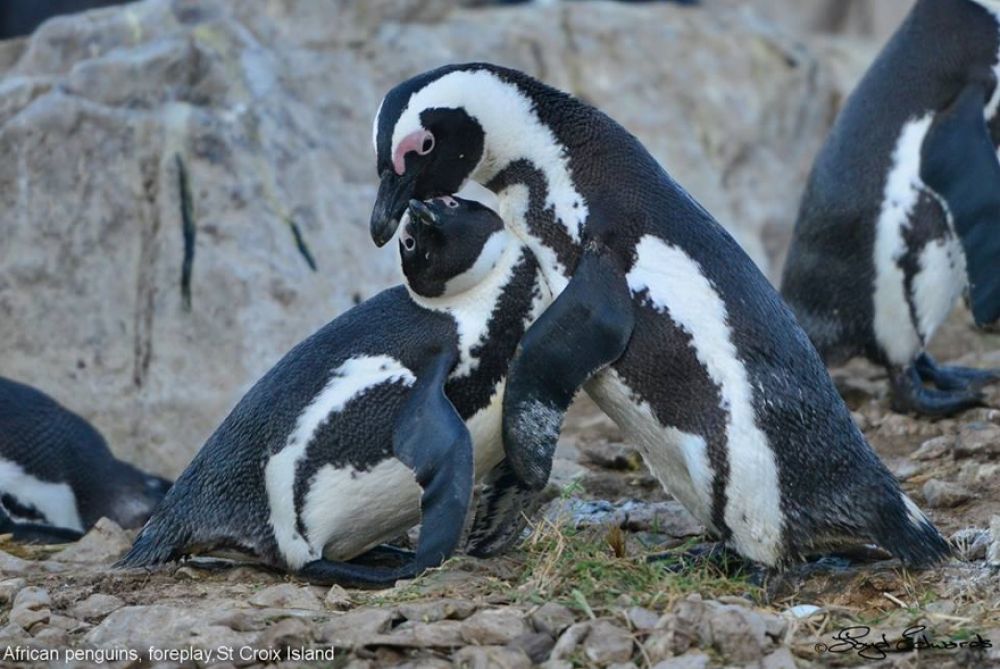 african_penguin_17_880x589.jpg