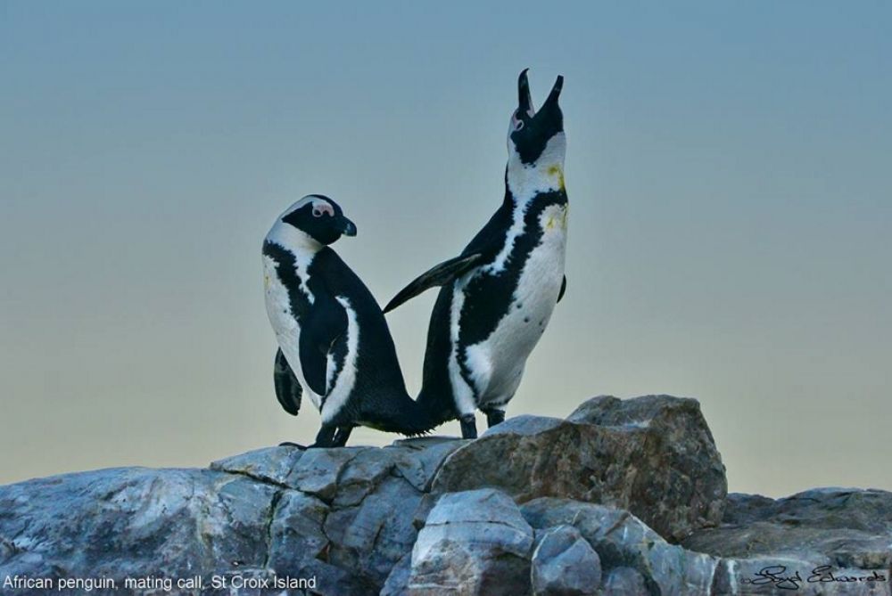 african_penguin_18_880x589.jpg