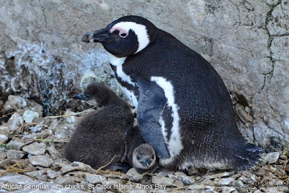 african_penguin_19_880x587.jpg