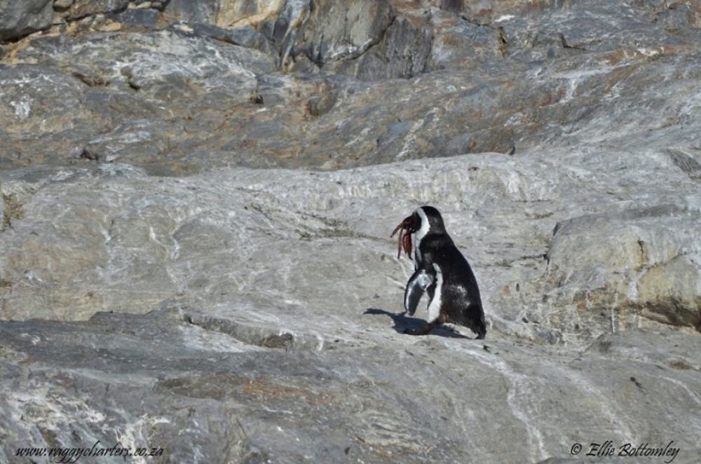 african_penguin_21_880x583.jpg