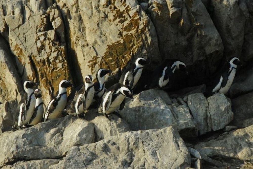 african_penguins_1.jpg