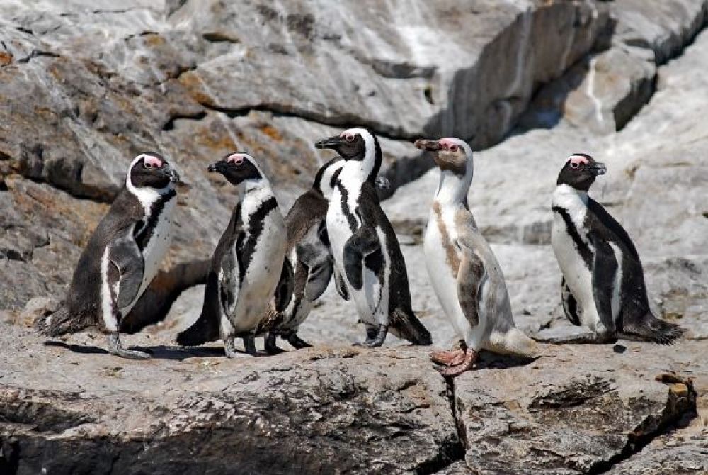 african_penguins_3.jpg