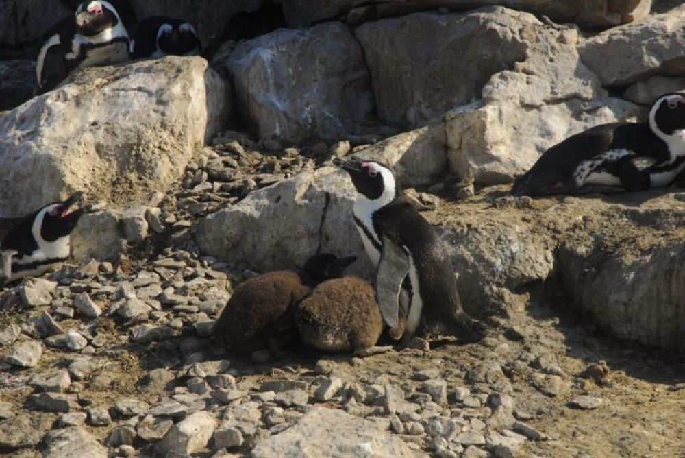 african_penguins_4.jpg