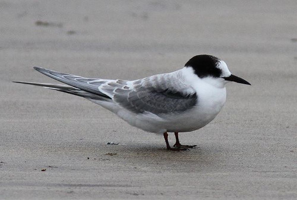 Arctic Tern (Sterna paradisaea)