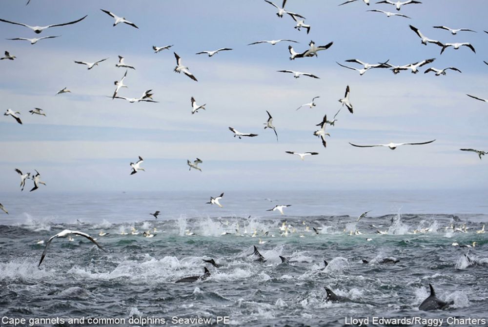 bbc_diving_gannets_common_dolphins_resized.jpg