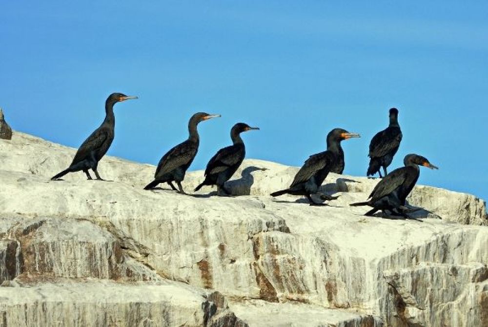 Cape Cormorant (Phalacrocorax capensis)