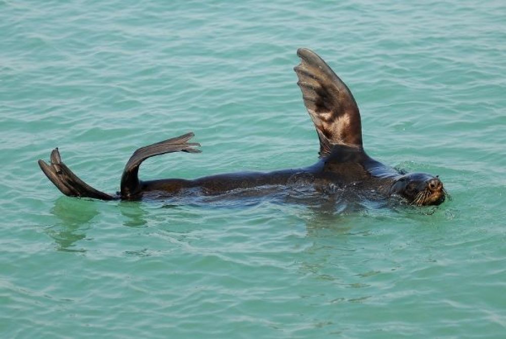 Cape Fur Seal (Arctocephalus pusillus)