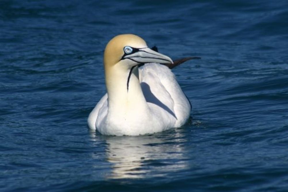 cape_gannet_600x400.jpg