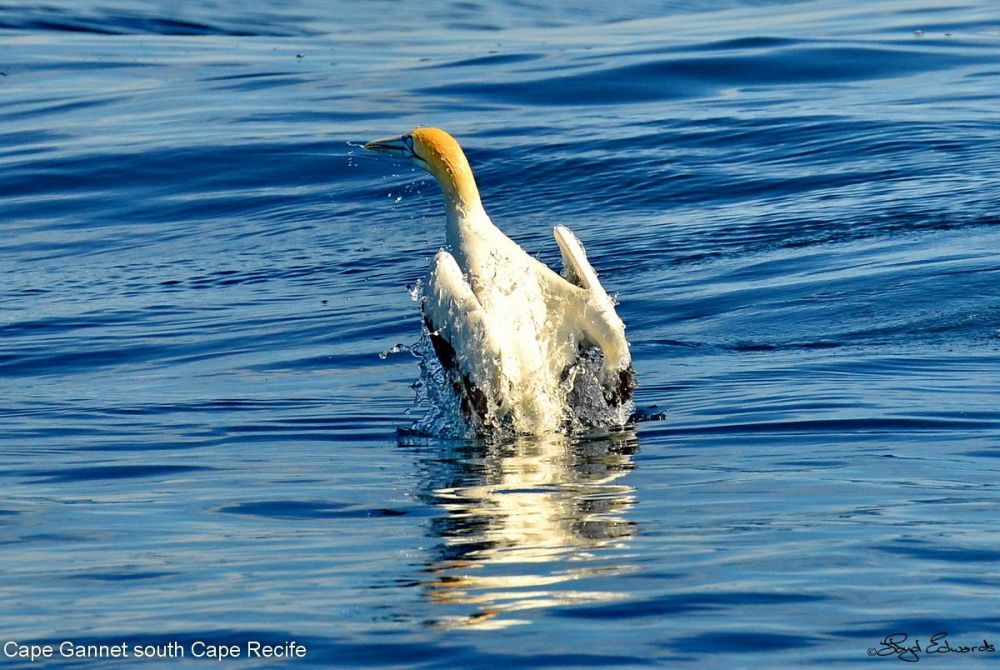 CAPE GANNET (MORUS CAPENSIS)