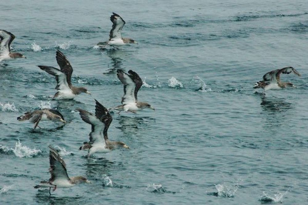 Cory's Shearwater (Calonectris borealis)