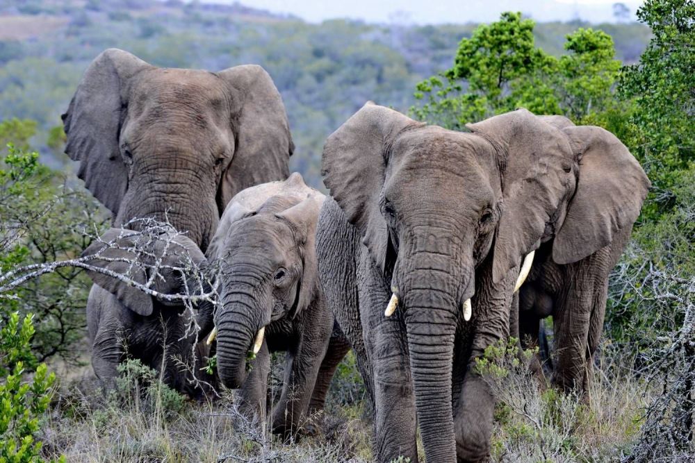 elephants_at_addo_national_elephant_park.jpg