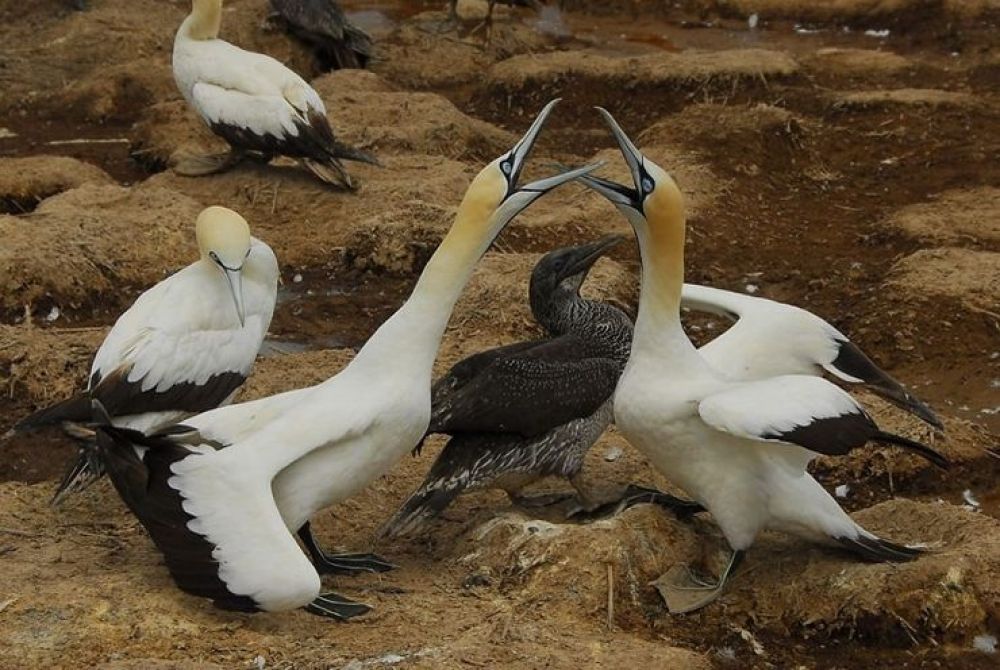 gannets_12_740x496.jpg