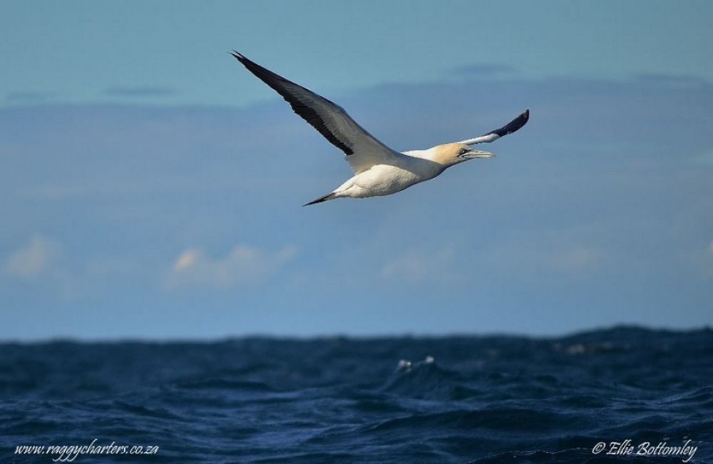 gannets_16.jpg