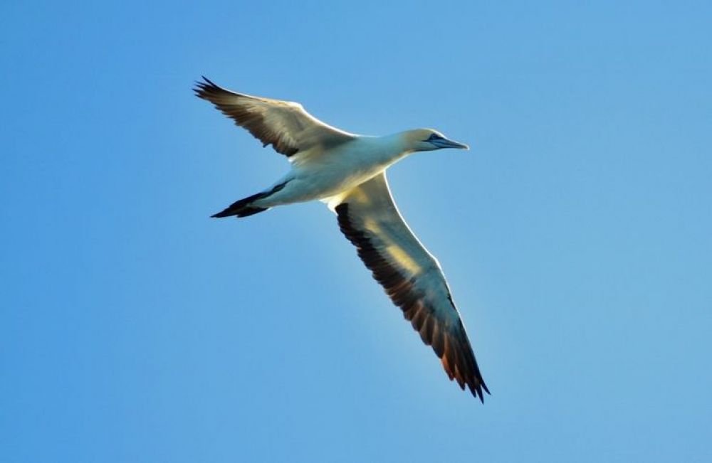 gannets_17_740x482.jpg