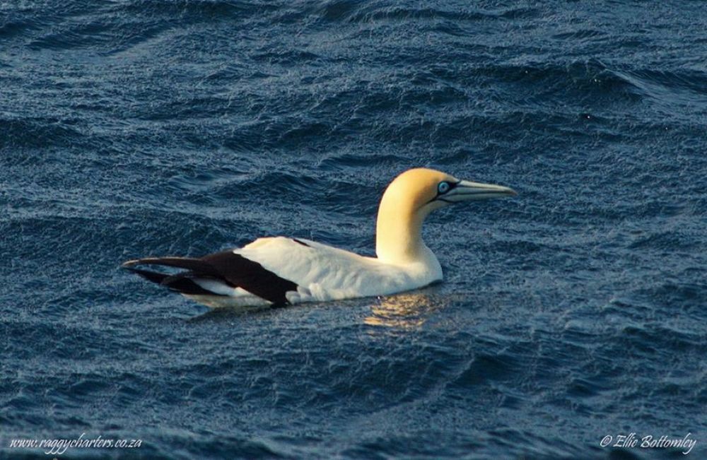 gannets_18.jpg