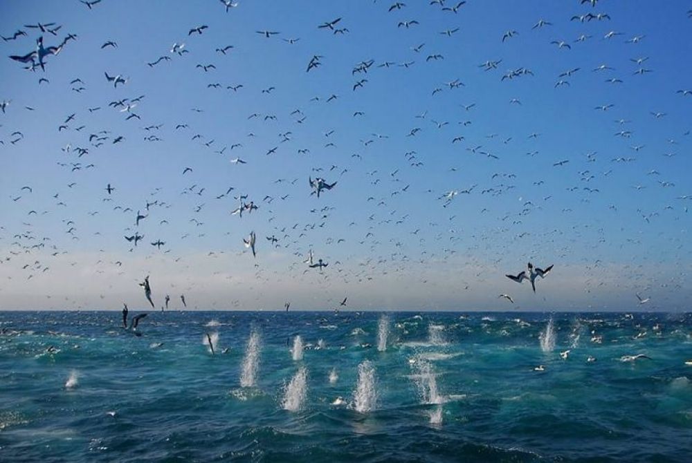 gannets_1_740x496.jpg