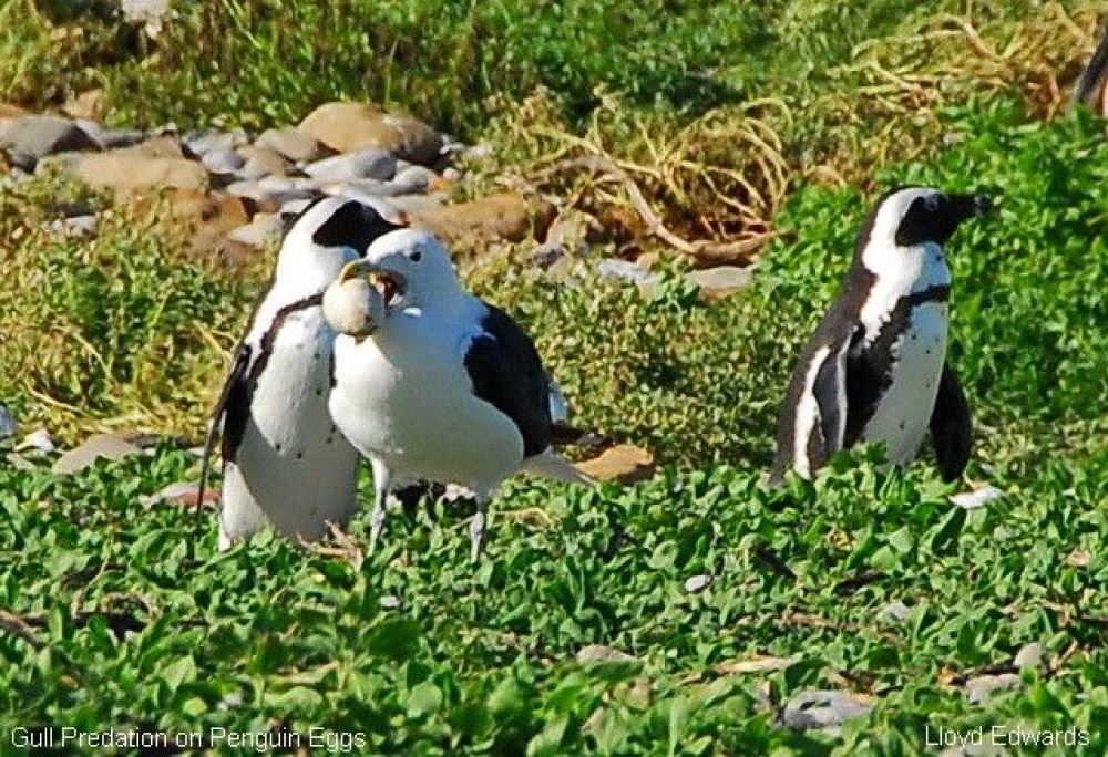 gull_predation_on_penguin_eggs.jpg