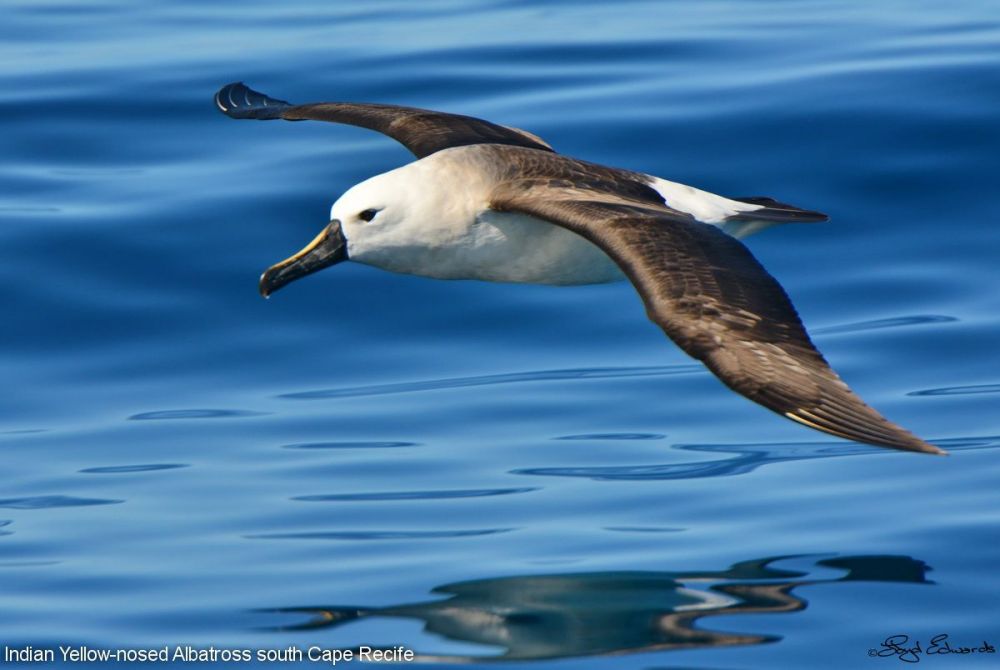 Indian Yellow-Nosed Albatross (Thalassarche carteri)