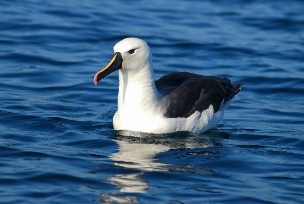 Indian Yellow-Nosed Albatross (Thalassarche carteri)