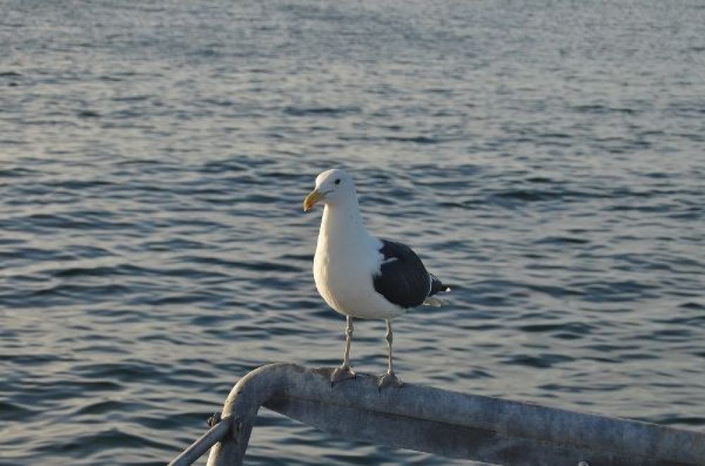 Kelp Gull (Larus dominicanus)