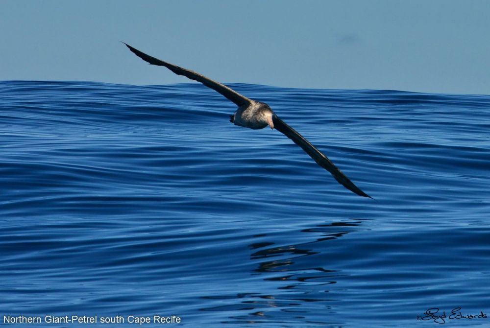 Northern Giant Petrel (Macronectes halli)