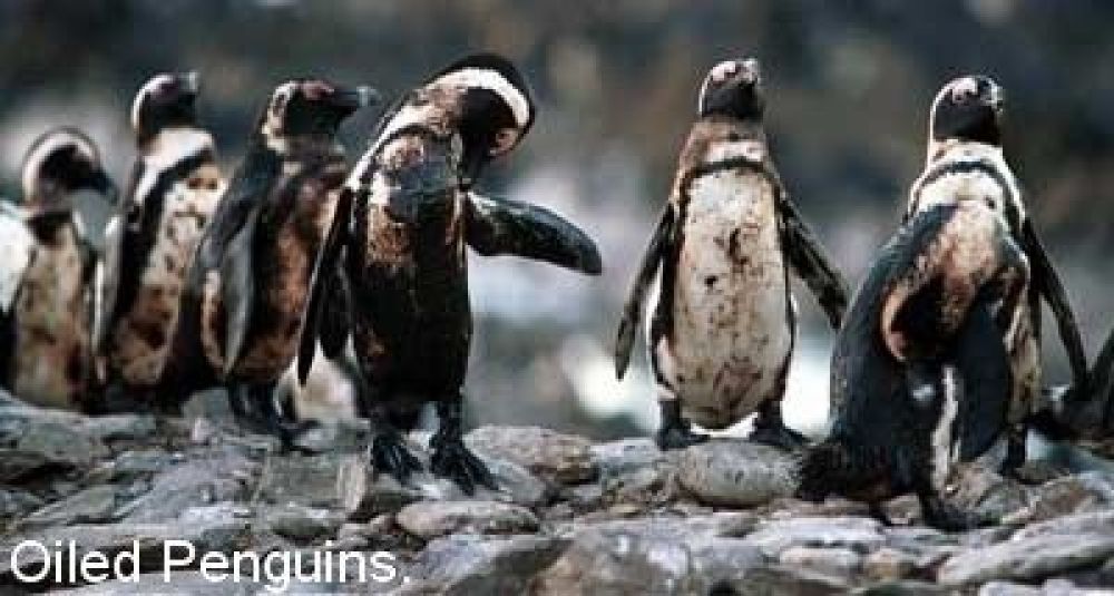 oiled_penguins.jpg