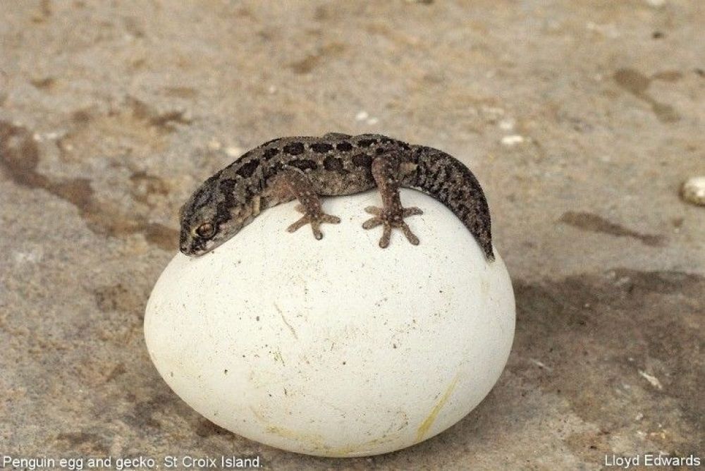 penguin_egg_and_gecko_st_croix_island.jpg