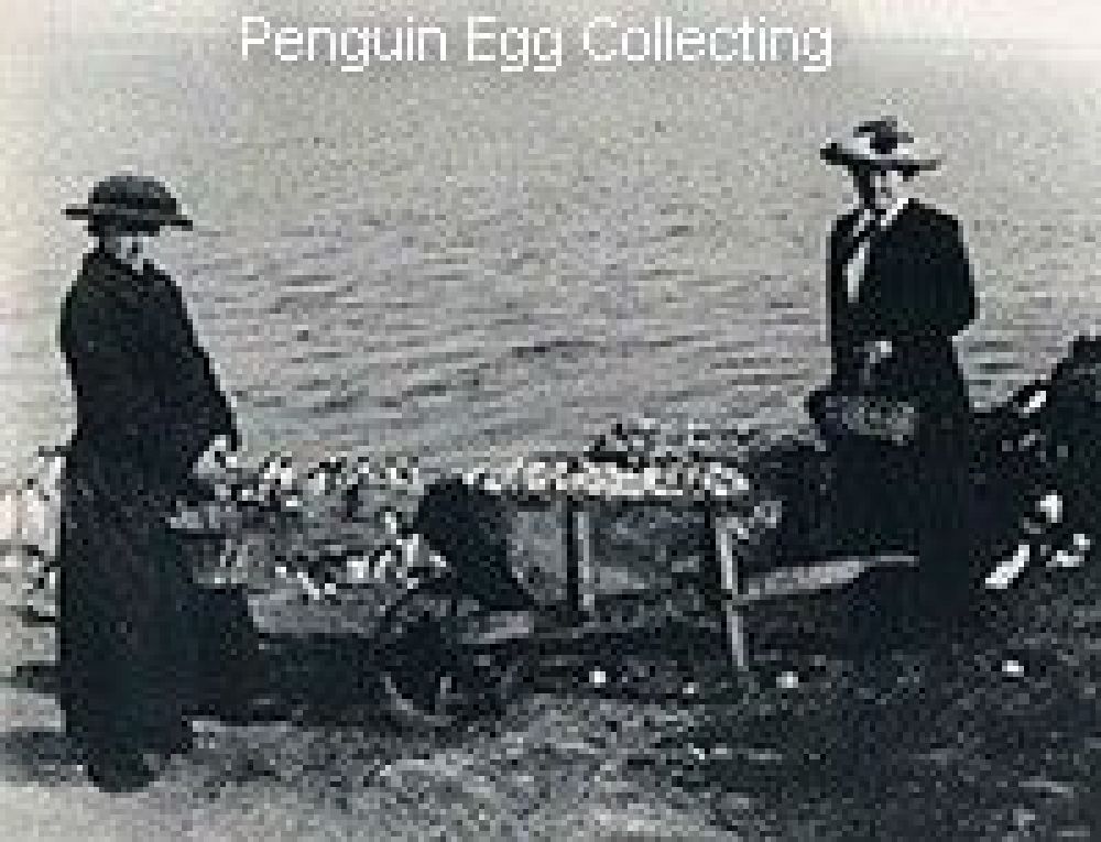 penguin_egg_collecting.jpg