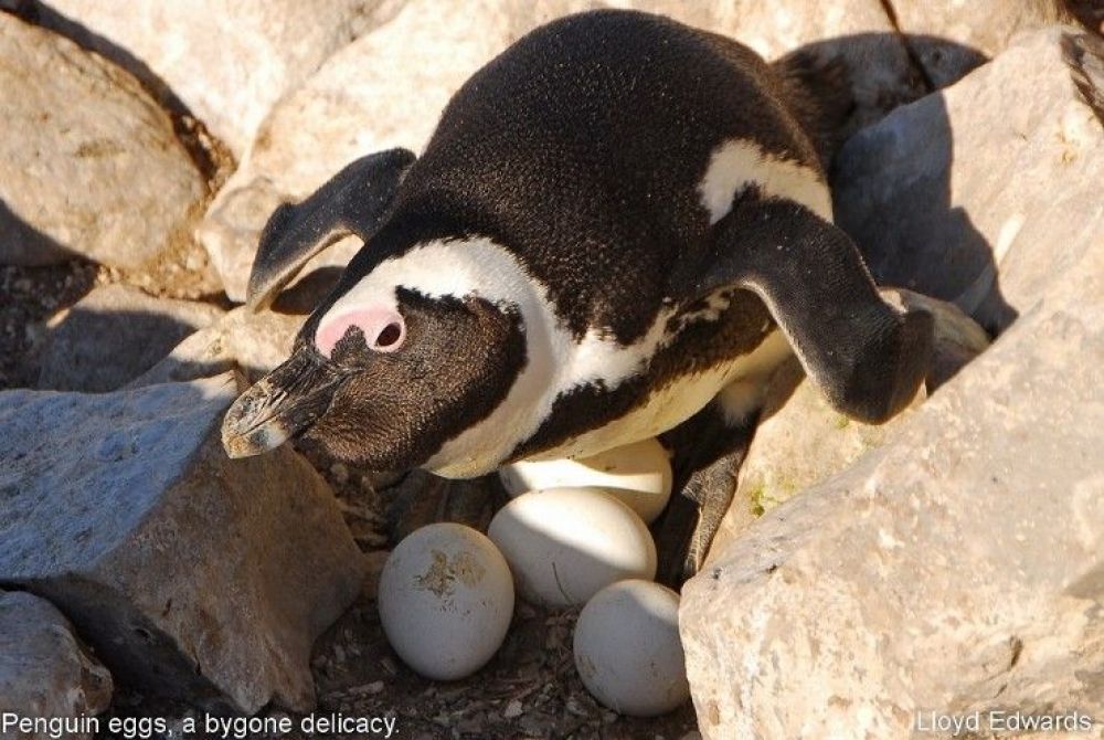 penguin_eggs_a_bygone_delicacy.jpg