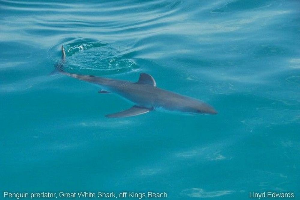 penguin_predator_great_white_shark.jpg