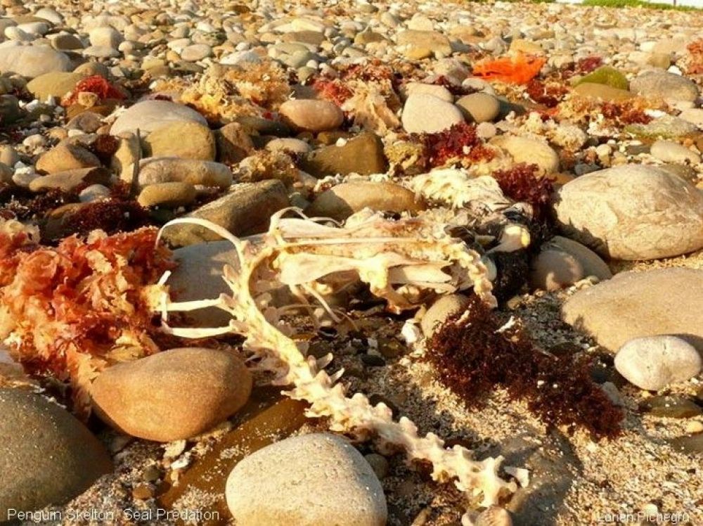 penguin_skeleton_seal_predation.jpg