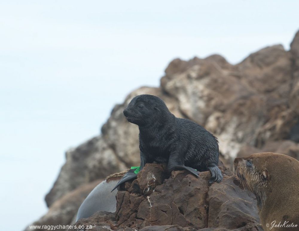 pup_back_safely_on_the_island.jpg