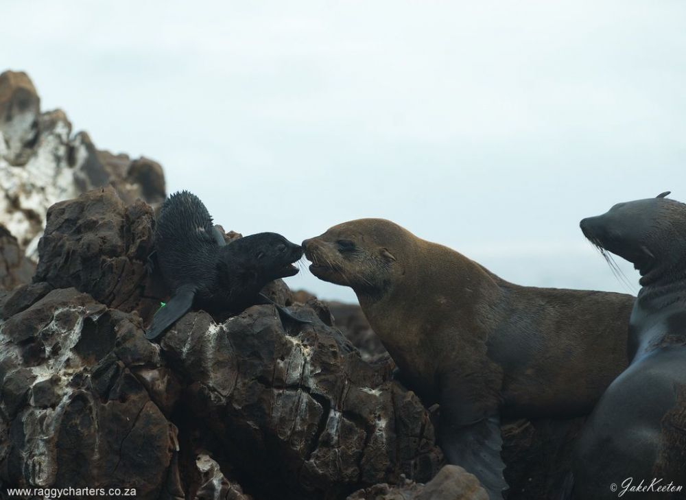 released_pup_back_on_the_island.jpg