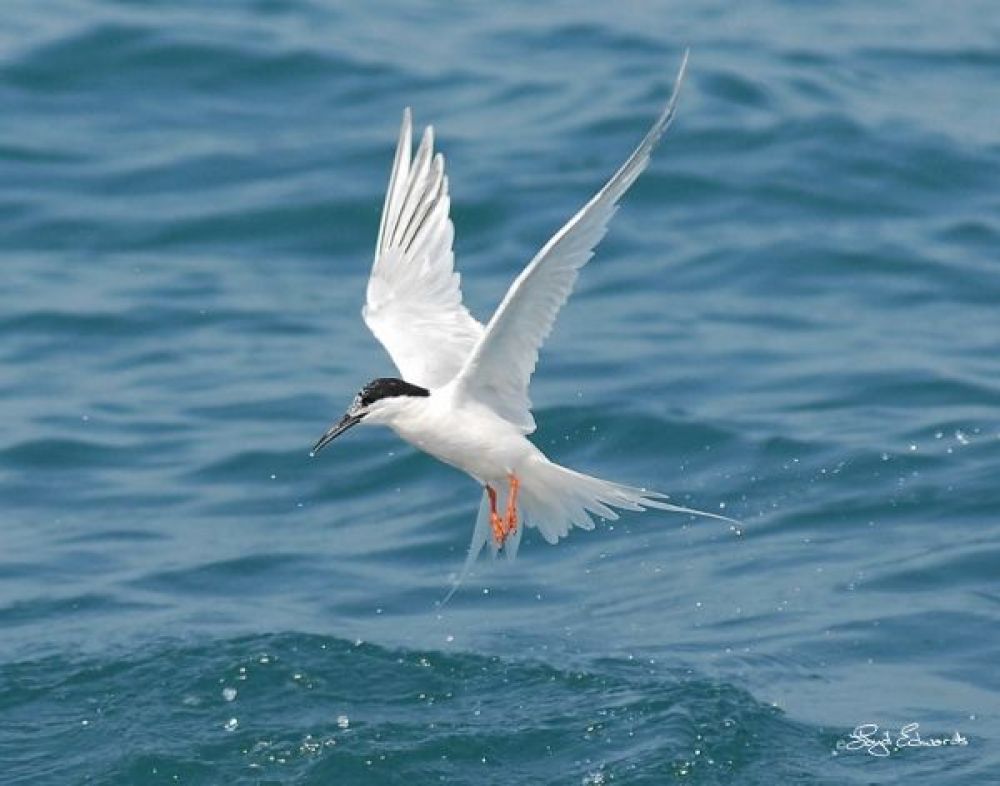 Roseate Tern (Sterna dougallii)